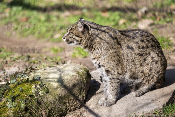 Fishing cat (Prionailurus viverrinus) at the shore of a lake on a sunny day, captive, Germany,