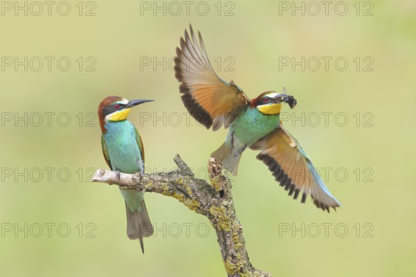 Bee-eater (Merops apiaster), pair, one bird taking off with a bumblebee in its beak, Wildlife, Lake