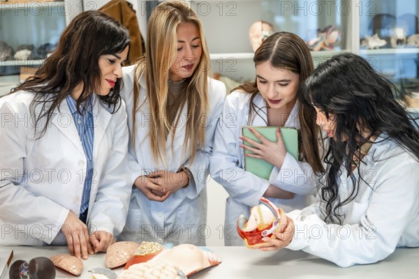 Four focused medical students examining anatomical models in university laboratory, learning about