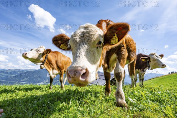 Three young curious calves (Bos primigenius taurus), cows on an alpine meadow, stretching their
