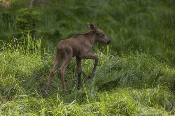 One baby moose or elk, Alces alces, (19 days old, born May 8, 2020) walking through tall fresh