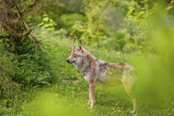 A female Eurasian gray wolf (Canis lupus lupus) stands on a hill. Fresh green vegetation is all