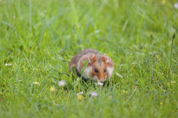 A European hamster (Cricetus cricetus), Eurasian hamster, black-bellied hamster or common hamster,