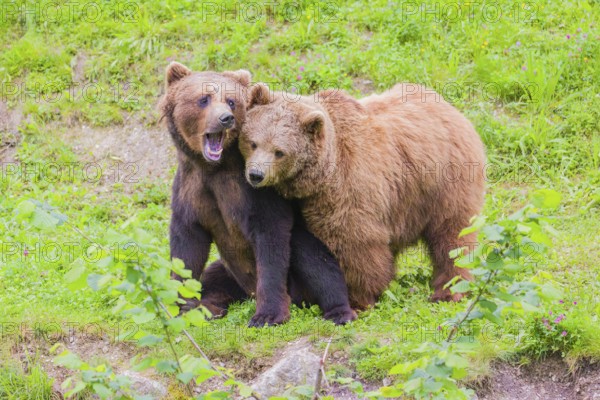 A young male Eurasian brown bear (Ursus arctos arctos) and a much older female mate (sort of) at