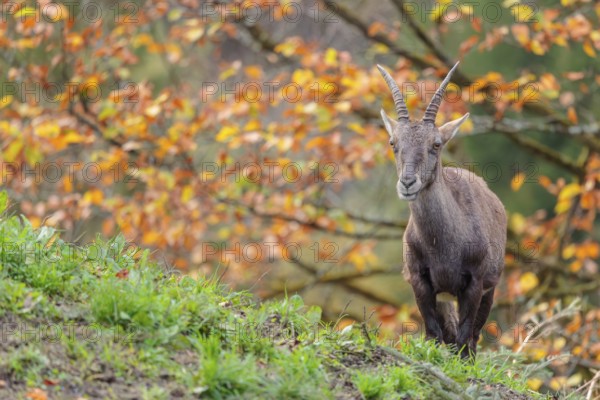 A female ibex (Capra ibex) standing on a cloudy day on a green meadow on top of a hill. A forest in