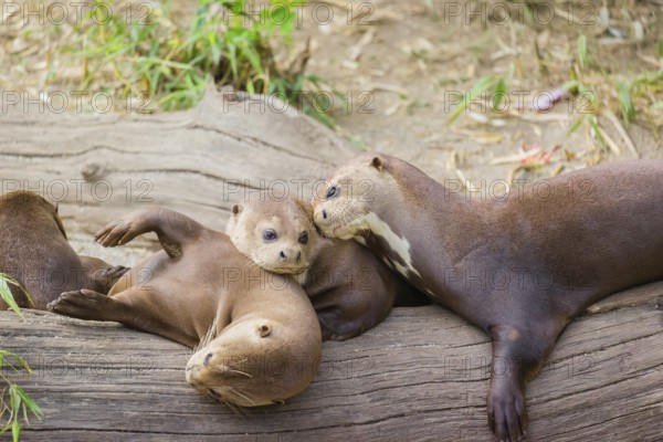A family of giant otter or giant river otter (Pteronura brasiliensis) rest on a river bank