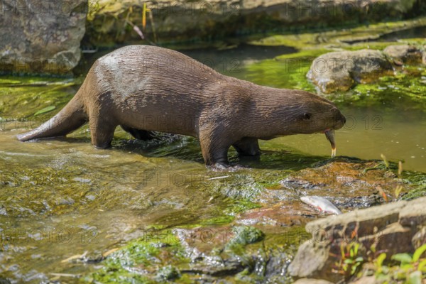 A giant otter or giant river otter (Pteronura brasiliensis) eats fish in the shallow water of a