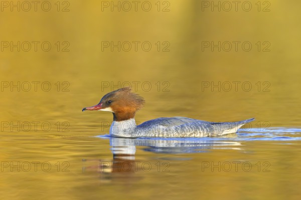 Common merganser, goosander (Mergus merganser merganser) female swimming in lake at sunset in