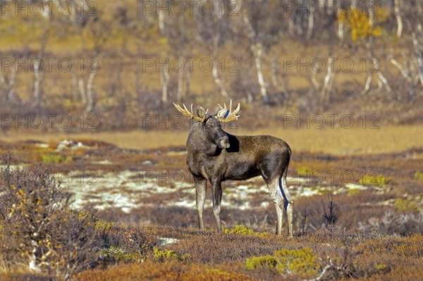 Moose, elk (Alces alces), adult bull, male foraging on the tundra in autumn, fall, Sweden,