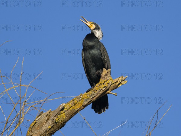 Common Cormorant (Phalacrocorax carbo), adult male in breeding plumage, perched on a dead tree