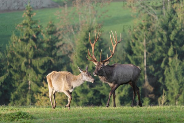 An Altai maral stag or Altai moose (Cervus canadensis sibiricus) approaches a hind to test if she