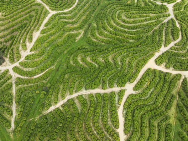 Cultivated orange trees (Citrus sinensis) and network of agricultural roads. Aerial view. Drone