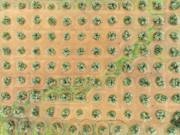 Cultivated olive trees (Olea europaea). Aerial view. Drone shot. Jaén province, Andalusia, Spain,