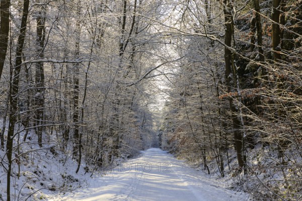 Straight hiking trail on a former railway embankment in the snow near Dürrröhrsdorf-Dittersbach,