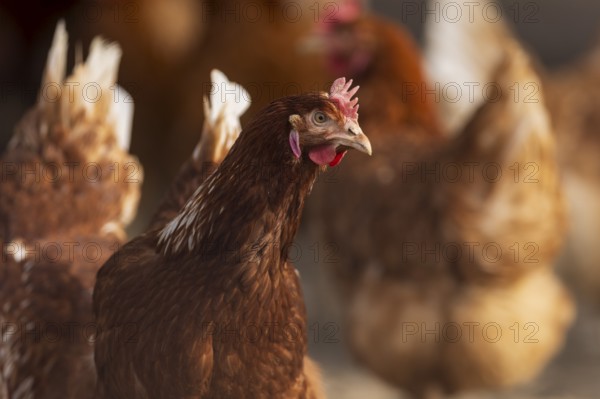 Brown hen in the foreground, surrounded by blurred conspecifics in the background, domestic fowl,