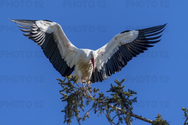Stork with spread wings balancing on a branch under a bright blue sky, White Stork (Ciconia