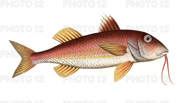 Fish, Fish, Mullus surmuletus, Striped mullet, The striped red mullet or surmullet, Historic,