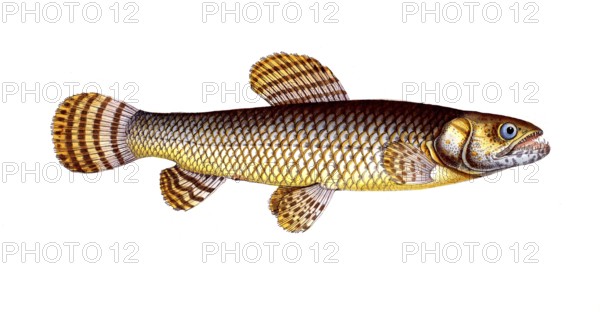 Fish, fish, genus of pike, Esox malabaricus, Hoplias malabaricus, malabar pike, pike of Malabar,