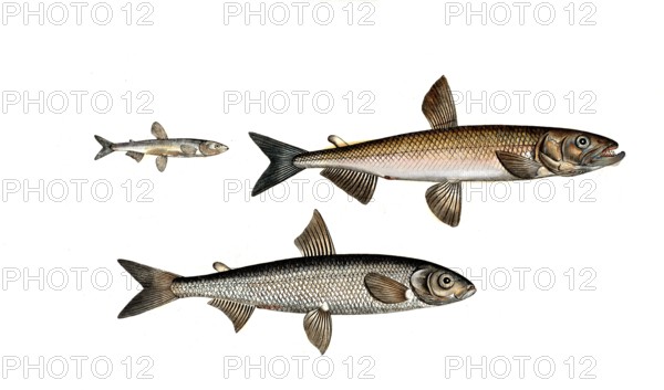 Fish, fish, left: Salmon family, Salmo eperlanus, smelt, the Smelt, top right: Salmon family, Salmo