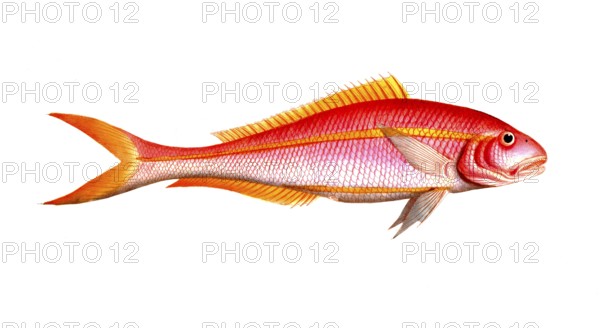 Fish, Fishes, Seabream family, Sparus chrysurus, the gold-tailed gilt-head, Historical, digitally