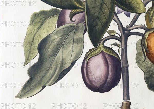 Aubergine (Solanum melongena) or egg plant, hand-coloured copperplate engraving by Basilius Besler,