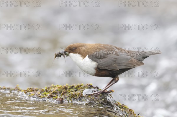 White-throated Dipper (Cinclus cinclus) on a mossy stone on the bank of a river, with caddis fly