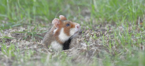 European hamster (Cricetus cricetus), in a meadow, just coming out of its burrow, Vienna, Lower