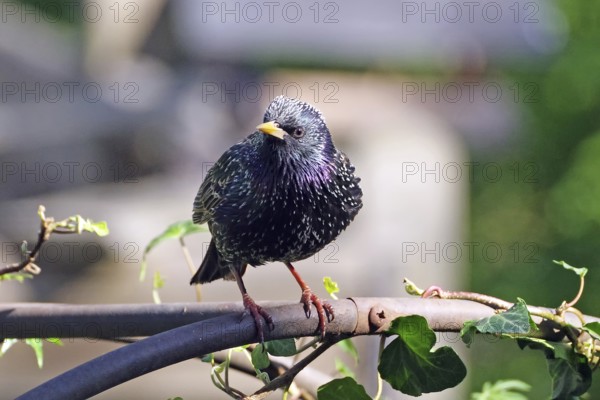 A starling sits on a branch with ivy leaves while sunlight illuminates it, Braunschweig, Lower