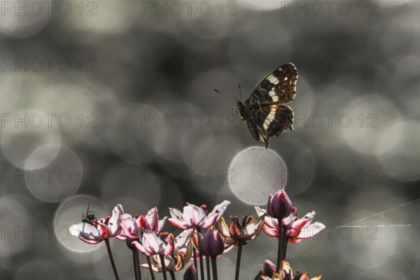 A map butterfly (Araschnia levana) flies over pink flowers, sparkling background, Hesse, Germany,