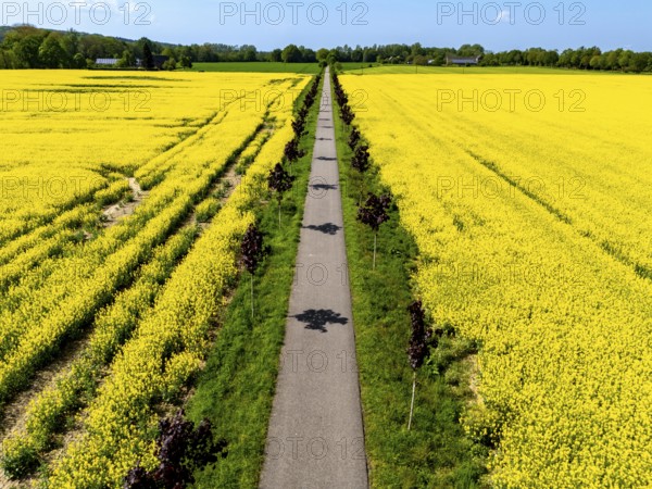 The avenue cycle path between Xanten and Marienbaum, Kalkar, on the Lower Rhine, former railway