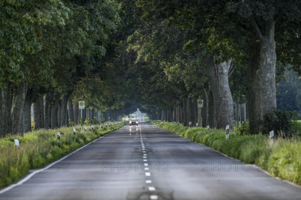 Country road, tree-lined avenue on the Lower Rhine, near Kalkar-Grieth, Rheinuferstraße, North