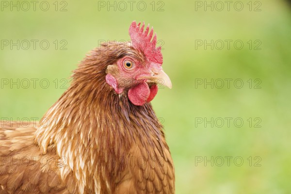 Close-up of a chicken with brown feathers and a red comb in an outdoor setting, Chicken (Gallus