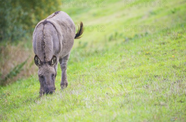 Donkey (Equus asinus asinus) or domestic donkey, completely grey coloured variant with eel line and