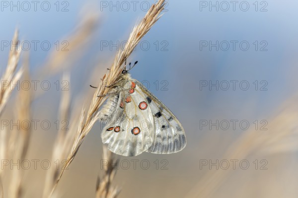 Mountain Apollo butterfly (Parnassius apollo) in a meadow. Drome, Alpes de haute Provence, France,