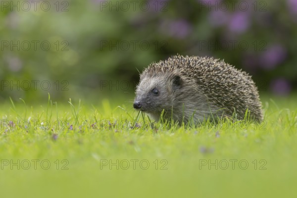European hedgehog (Erinaceus europaeus) adult animal on a garden grass lawn in the summer, Suffolk,