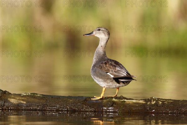 Gadwall (Mareca strepera) resting on a floating tree trunk, Flusslandschaft Peenetal nature park