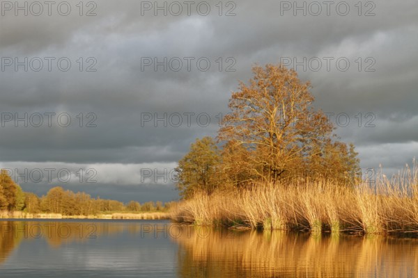 Evening mood on the Peene in spring, alders on the banks of the Peene, dramatic light mood,