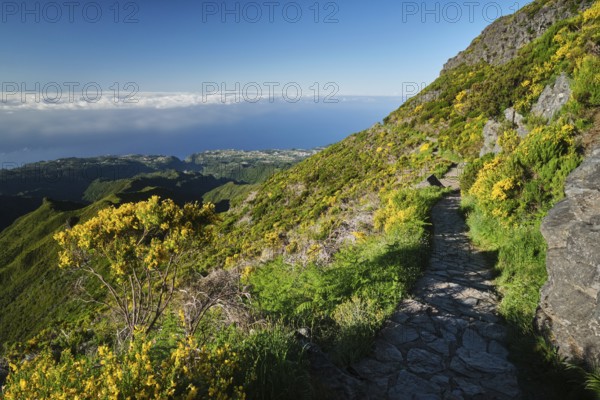 The hiking trail in mountains to Pico Ruivo with blooming Cytisus shrubs, Madeira island, Portugal,