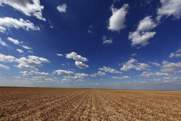 Romania, in the south of the country, maize field after the harvest, harvested, Europe