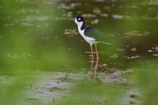 Black-necked Stilt (Himantopus mexicanus), Wakodahatchee Wetlands, Delray Beach, Florida, USA,