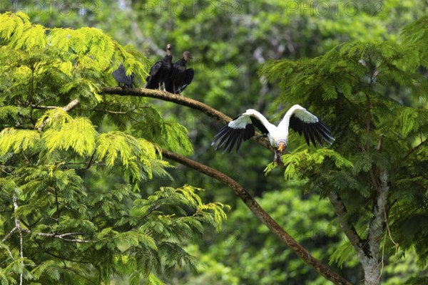 King vulture (Sarcoramphus papa), cock, vulture birds (Aegypiinae), Laguna del Lagarto Lodge,