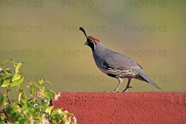 Gambel's quail (Callipepla gambelii), adult, male, alert, Sonoran Desert, Arizona, North America,