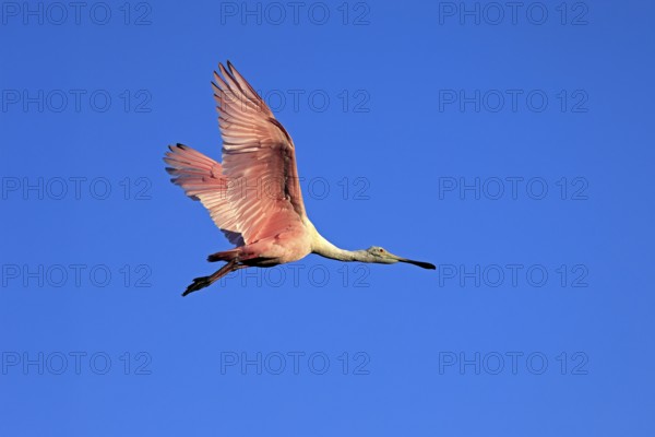 Roseate spoonbill (Platalea ajaja), adult, flying, St. Augustine, Florida, North America, USA,
