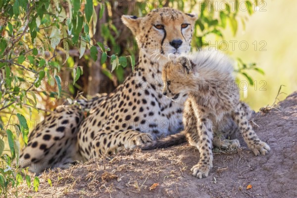 Cheetah (Acinonyx jubatus) with a cub lying and resting in the shade under a bush on the savannah,