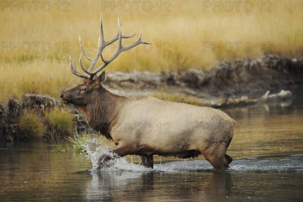 Wapiti (Cervus canadensis, Cervus elaphus canadensis), male crossing a river, Yellowstone National