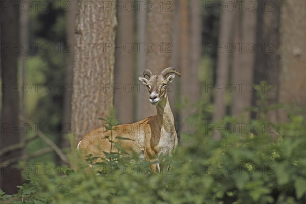 Mouflon (Ovis aries musimon), A female mouflon stands at attention between trees in the forest,