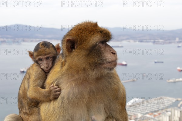 Monkey cub clinging to larger monkey, with coastal landscape in the background, Gibraltar, Barbary