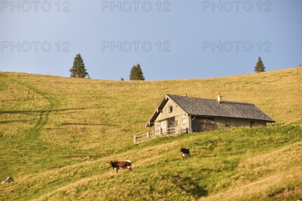Evening atmosphere on the Hochalm with alpine hut and cows, Sonntagshorn, Chiemgau Alps, Salzburger