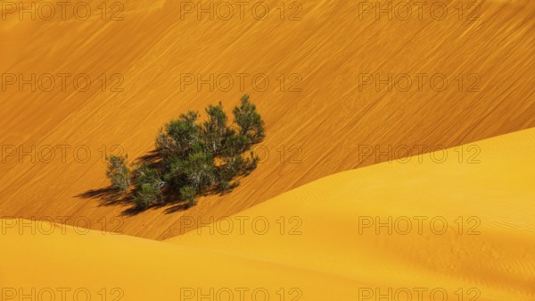 Green bush growing in the middle of sand dunes, Rub al Khali desert, Dhofar province, Arabian