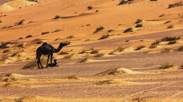Black camel (Camelidae) with young in the Rub al Khali desert, Dhofar province, Arabian Peninsula,